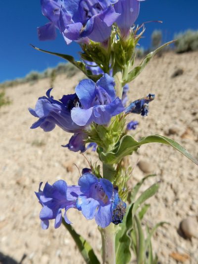 Penstemon lemhiensis, photographed by Matt Lavin