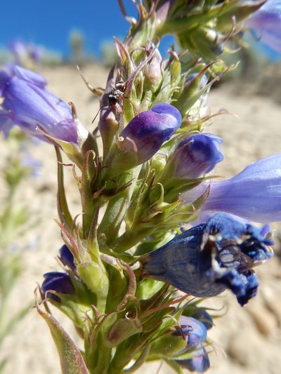 Penstemon lemhiensis, photographed by Matt Lavin