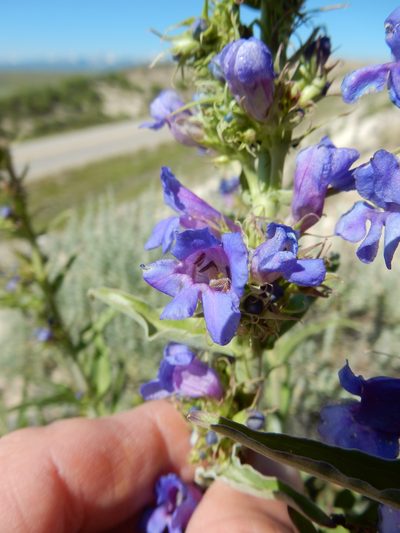 Penstemon lemhiensis, photographed by Matt Lavin