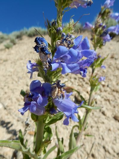 Penstemon lemhiensis, photographed by Matt Lavin