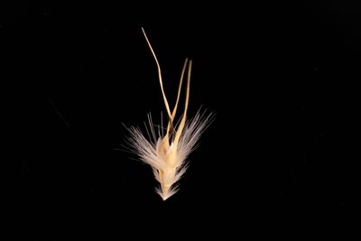 Rytidosperma auriculatum, photographed by Kym Nicolson