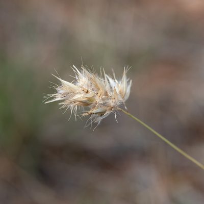 Rytidosperma auriculatum, photographed by Kym Nicolson