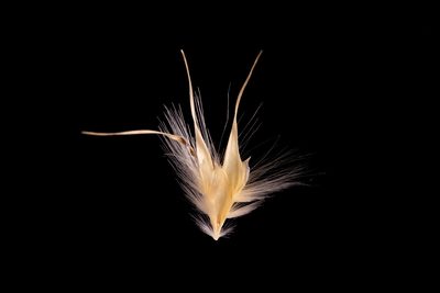 Rytidosperma auriculatum, photographed by Kym Nicolson