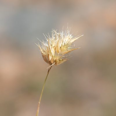 Rytidosperma auriculatum, photographed by Kym Nicolson