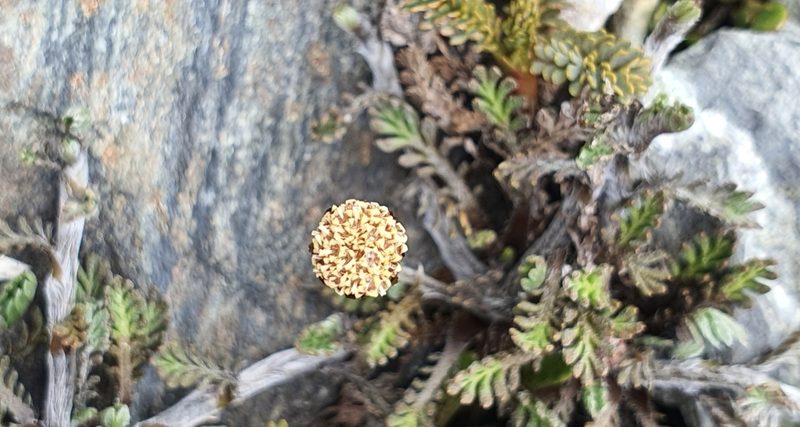 Leptinella pectinata, photographed by Katie Jenkins