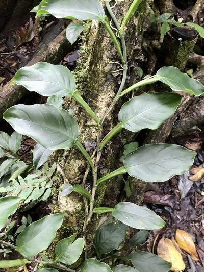 Philodendron aurantiifolium, photographed by Rose Zappa