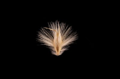 Rytidosperma carphoides, photographed by Kym Nicolson