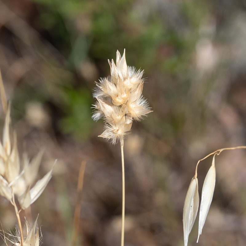 Rytidosperma carphoides, photographed by Kym Nicolson