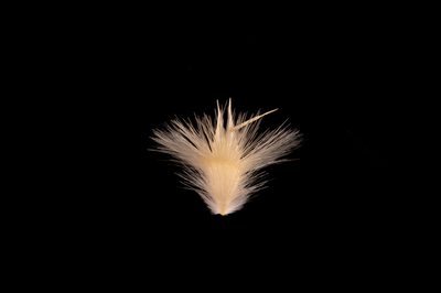 Rytidosperma carphoides, photographed by Kym Nicolson