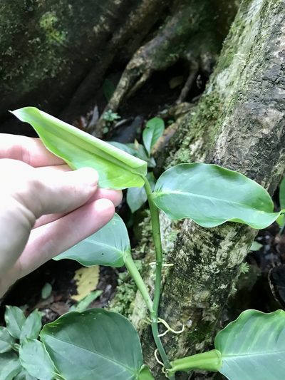 Philodendron aurantiifolium, photographed by Rose Zappa