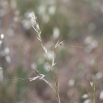 Austrostipa blackii, photographed by Kym Nicolson