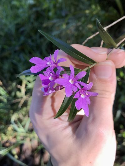 Epidendrum centropetalum, photographed by Rose Zappa