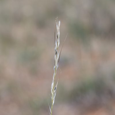 Austrostipa setacea, photographed by Kym Nicolson
