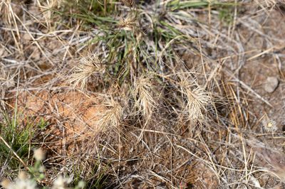 Aristida behriana, photographed by Kym Nicolson