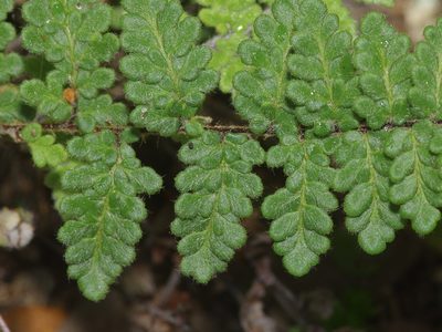 Myriopteris tomentosa, photographed by Michelle W. （鍾偉瑋）