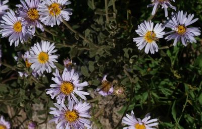 Olearia frostii, photographed by ianrainbow