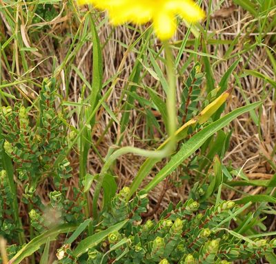 Microseris lanceolata, photographed by ianrainbow