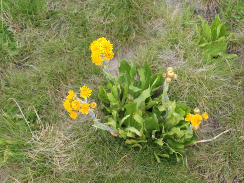 Podolepis robusta, photographed by ianrainbow