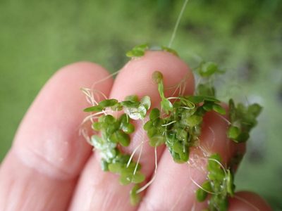 Lemna disperma, photographed by Lisa Bennett