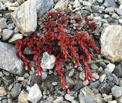 Epilobium tasmanicum, photographed by Katie Jenkins