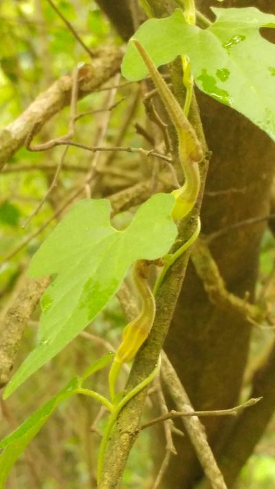 Aristolochia pentandra, photographed by Liliana Ramírez-Freire