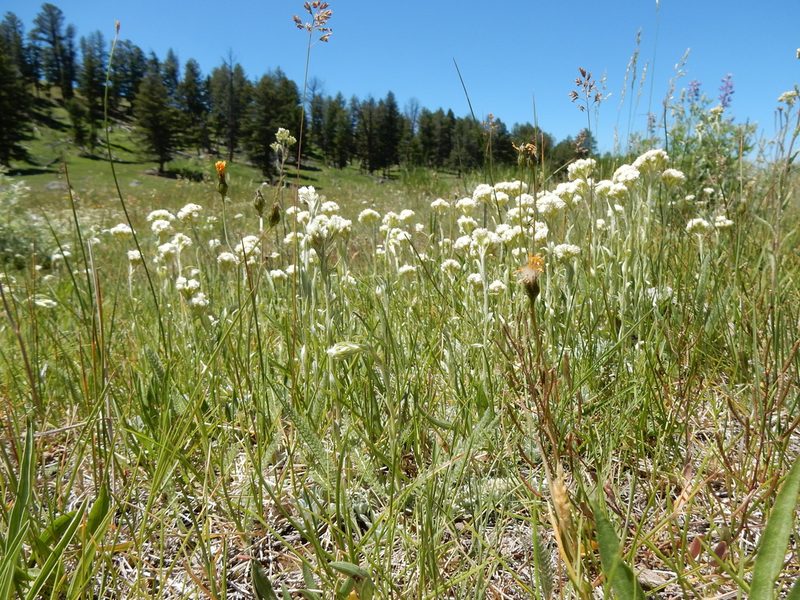 Antennaria microphylla, photographed by Matt Lavin