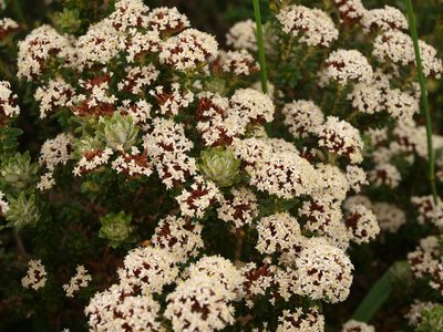 Ozothamnus alpinus, photographed by ianrainbow