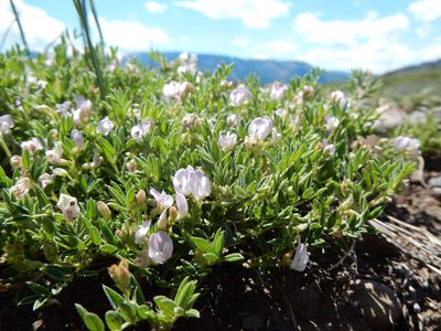 Astragalus vexilliflexus, photographed by Matt Lavin
