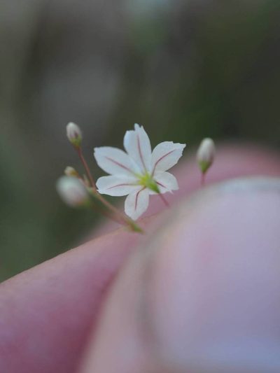 Eriogonum spergulinum, photographed by Nina House