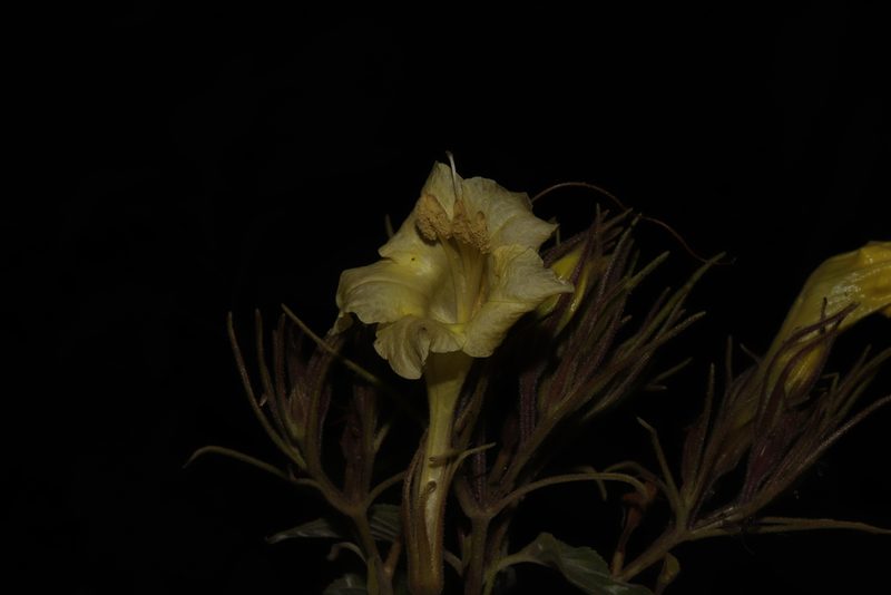 Ruellia jaliscana, photographed by alejandrozab