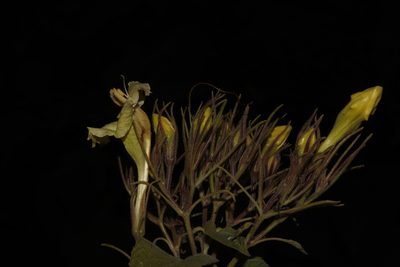 Ruellia jaliscana, photographed by alejandrozab