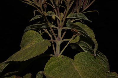 Ruellia jaliscana, photographed by alejandrozab
