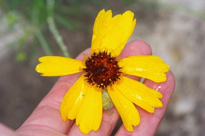 Thelesperma filifolium, photographed by Michelle W. （鍾偉瑋）