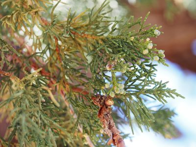 Juniperus grandis, photographed by Nina House