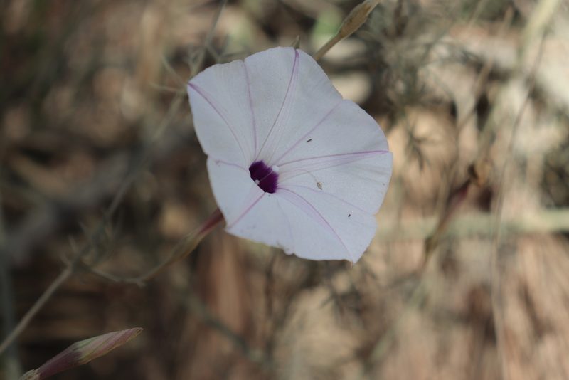 Ipomoea perpartita, photographed by alejandrozab