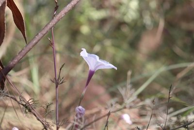 Ipomoea perpartita, photographed by alejandrozab