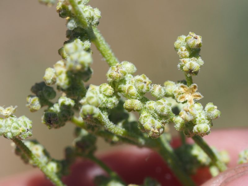 Chenopodium leptophyllum, photographed by Nina House
