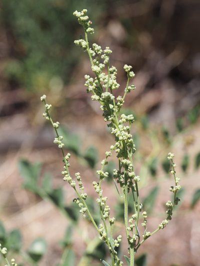 Chenopodium leptophyllum, photographed by Nina House