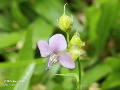 Murdannia nudiflora, photographed by Ong Jyh Seng