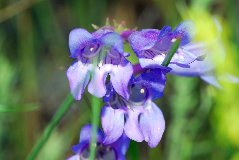 Penstemon leiophyllus, photographed by Tom Kennedy
