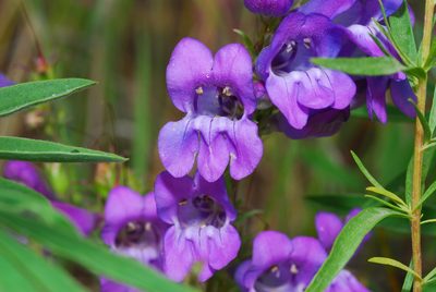 Penstemon leiophyllus, photographed by Tom Kennedy