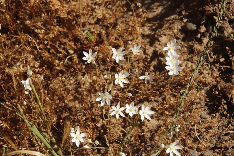 Ornithogalum hispidum, photographed by Tony Rebelo