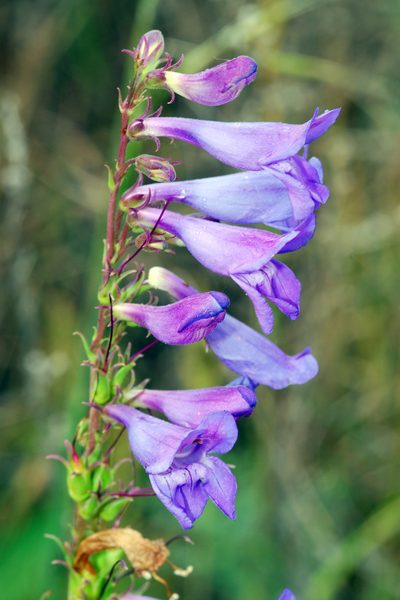 Penstemon leiophyllus, photographed by Tom Kennedy