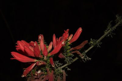 Lamourouxia multifida, photographed by alejandrozab