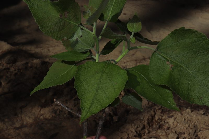 Populus guzmanantlensis, photographed by alejandrozab