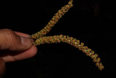 Populus guzmanantlensis, photographed by alejandrozab