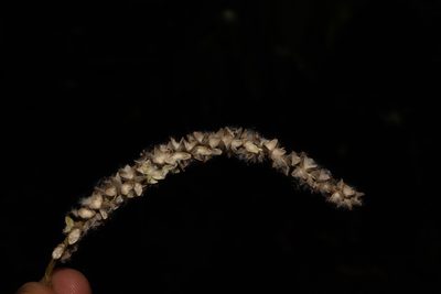 Populus guzmanantlensis, photographed by alejandrozab