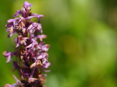 Gymnadenia orchidis, photographed by Dinesh Valke