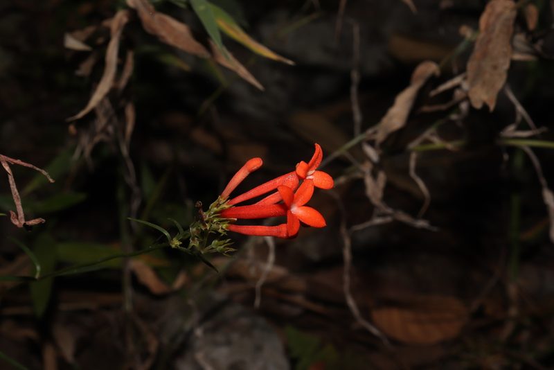 Bouvardia tenuifolia, photographed by alejandrozab