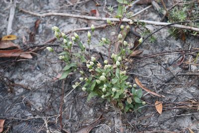 Acmella radicans